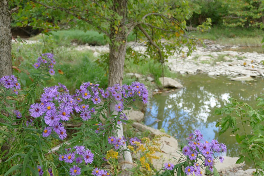 Purple and yellow flowers along with a tree surrounding a pond