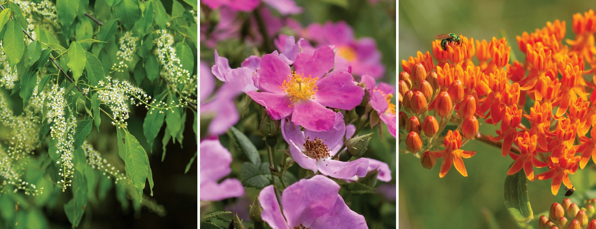 Collage of three native plant photos