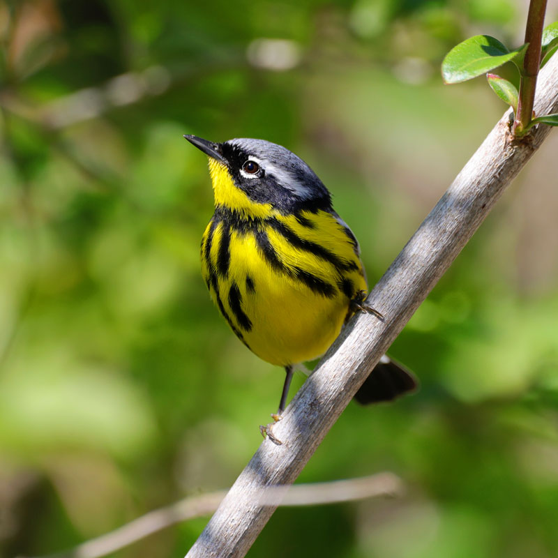 Magnolia warbler perches on branch.