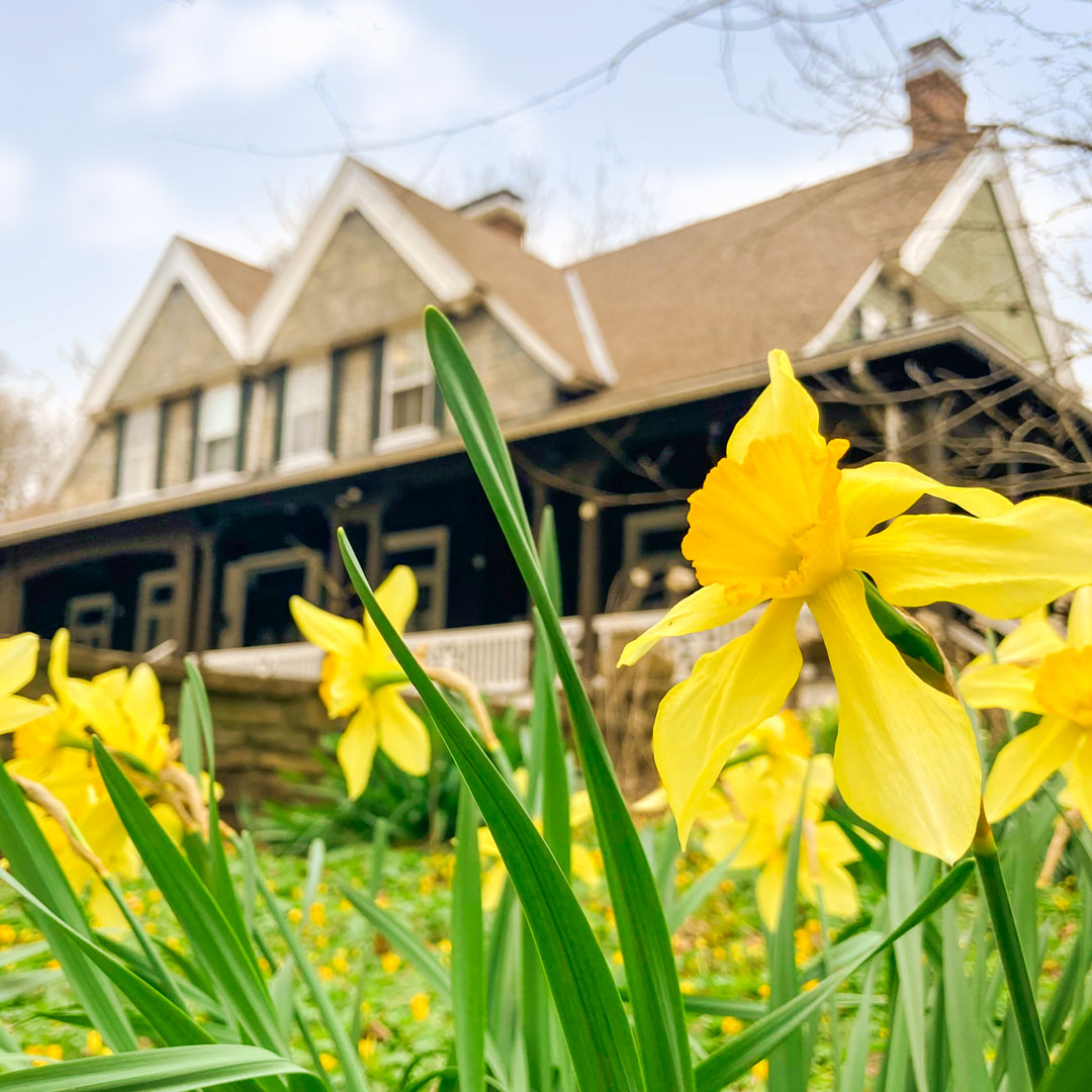 Krippendorf Lodge with yellow daffodils in the foreground.